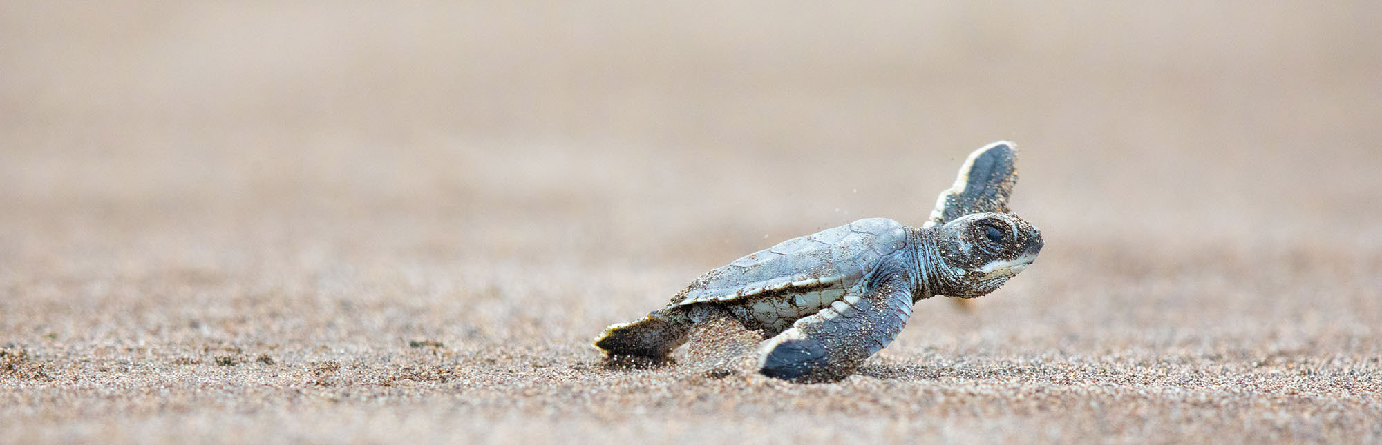 Baby turtle crossing a beach