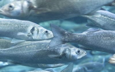 Featured Connection: Aquaculture