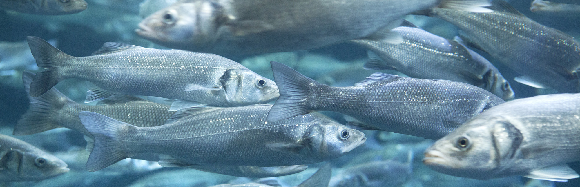 Aquaculture (Commerce) School of silver fish