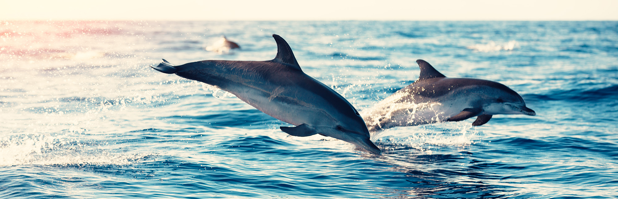 Dolphins breaching the water