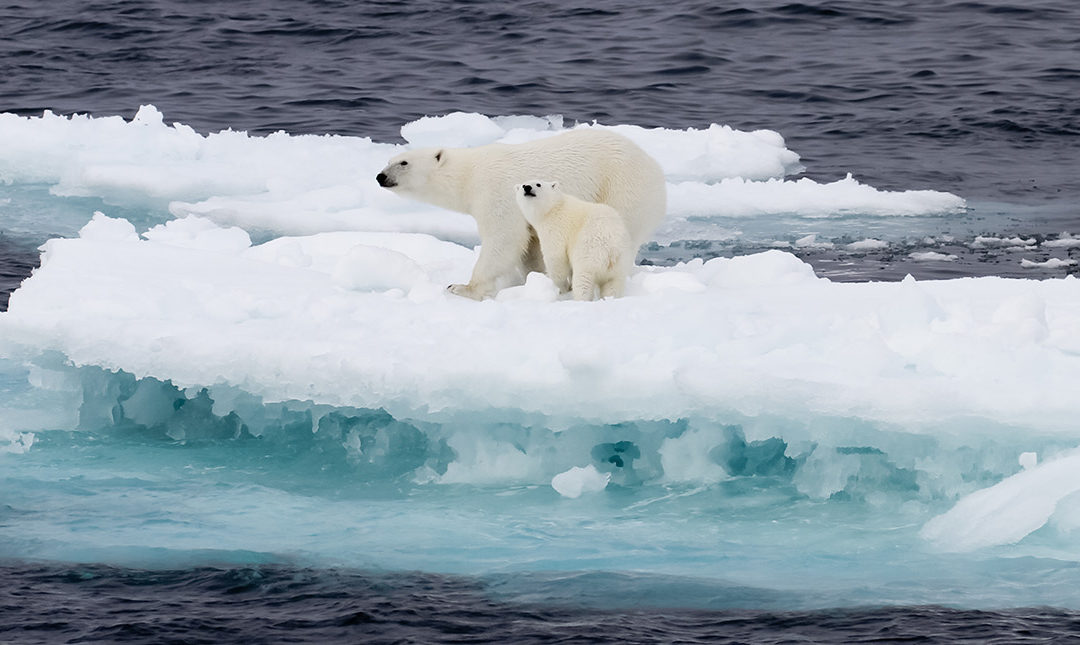 Polar bears on the ice floe