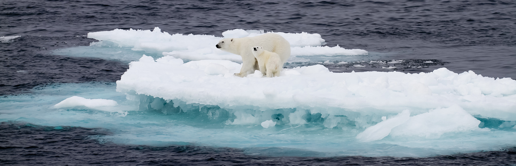 Polar bears on the ice floe