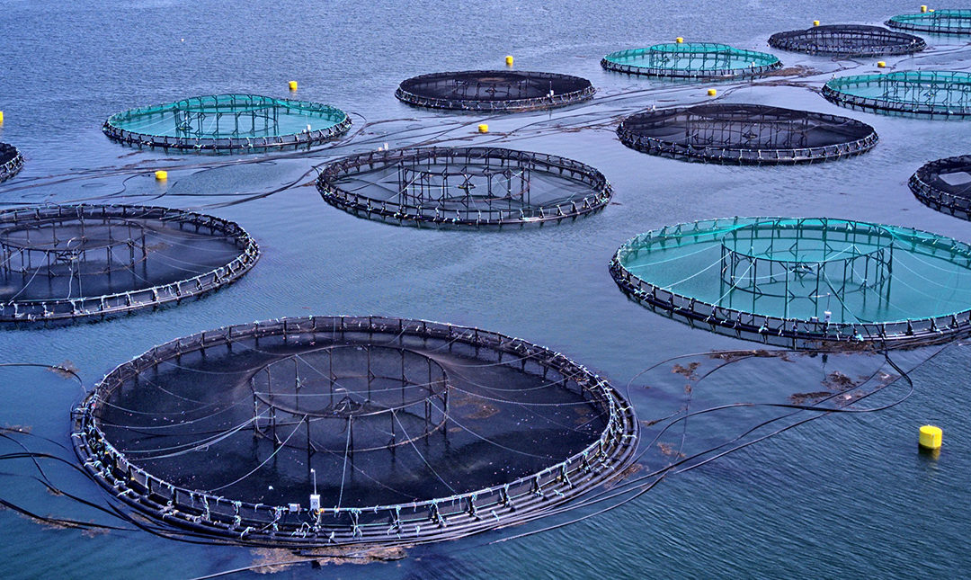 Featured Connection: Aquaculture