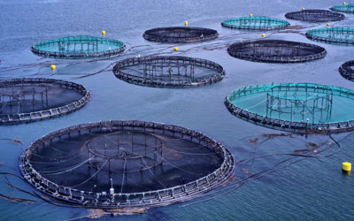 Featured Connection: The Science of Aquaculture