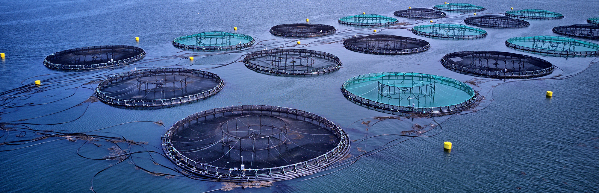 aquaculture-science Fish breeding farm