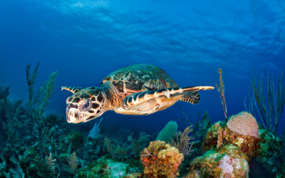 New Research Finds Most of the World’s Largest Marine Protected Areas Have Inadequate Protections