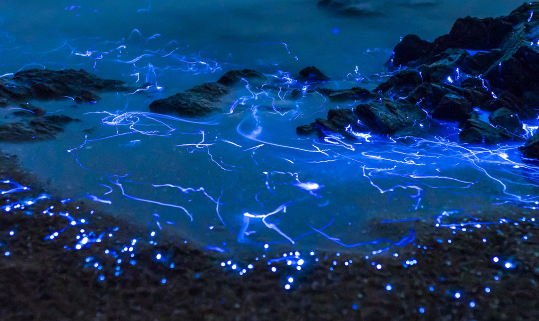 Image of bioluminescence