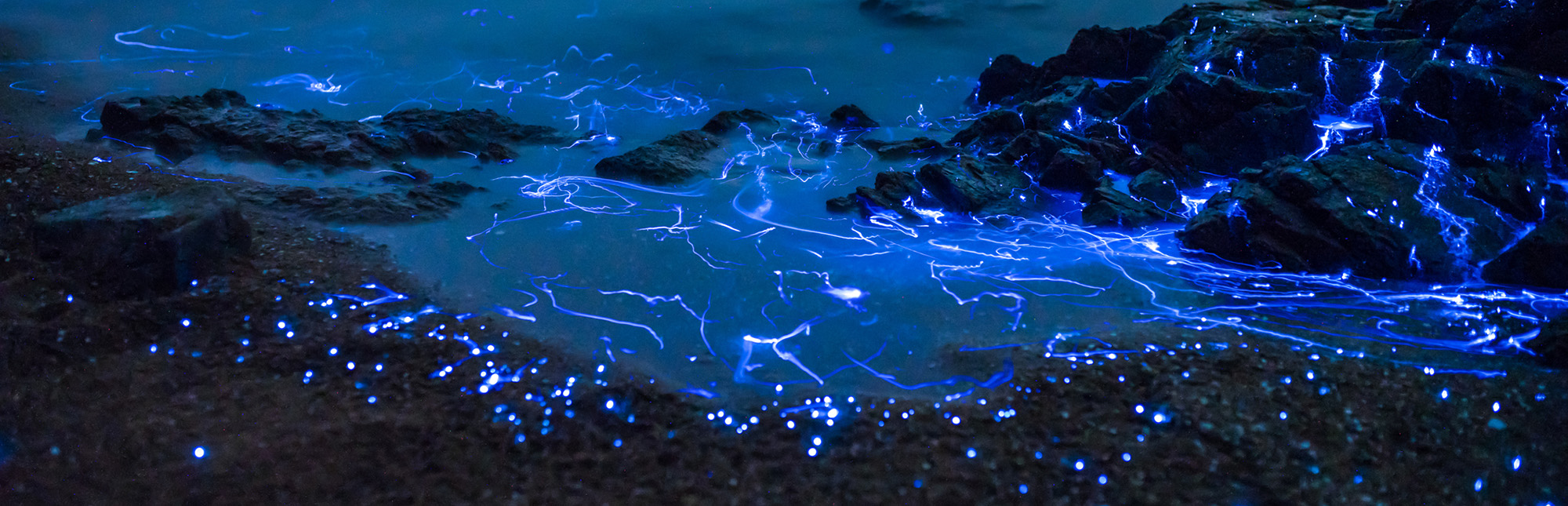 Image of bioluminescence