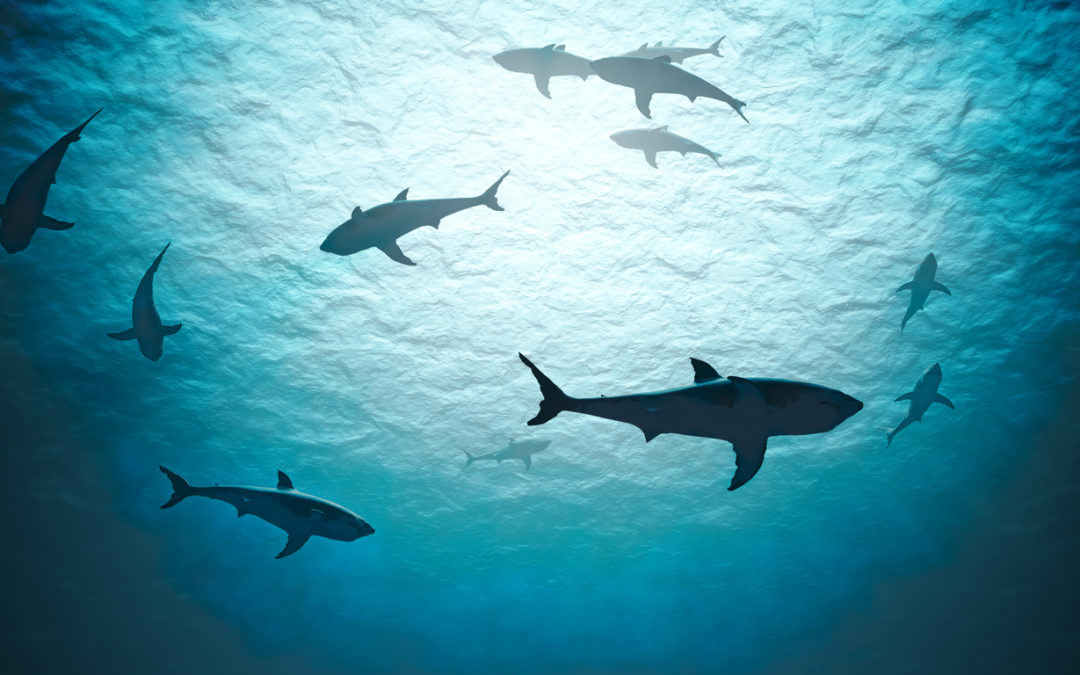 Why Sharks Matter: A Deep Dive with the World’s Most Misunderstood Predator 