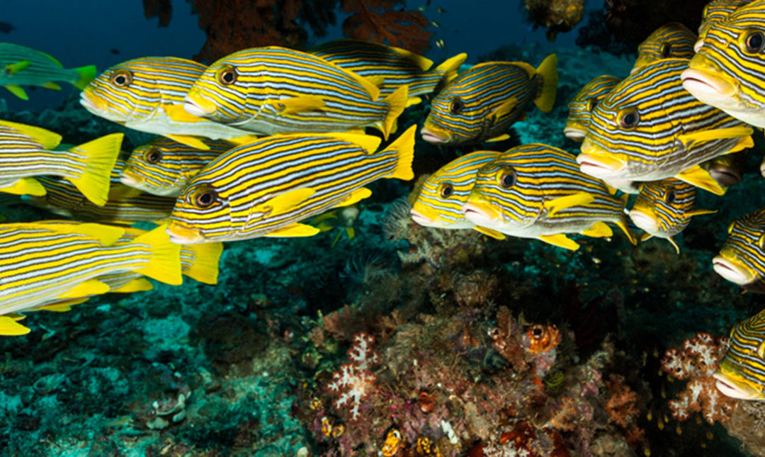 School of striped yellow fish