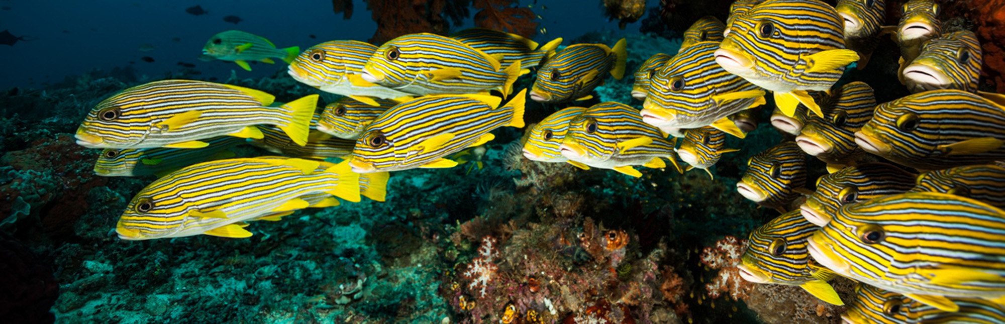 School of striped yellow fish