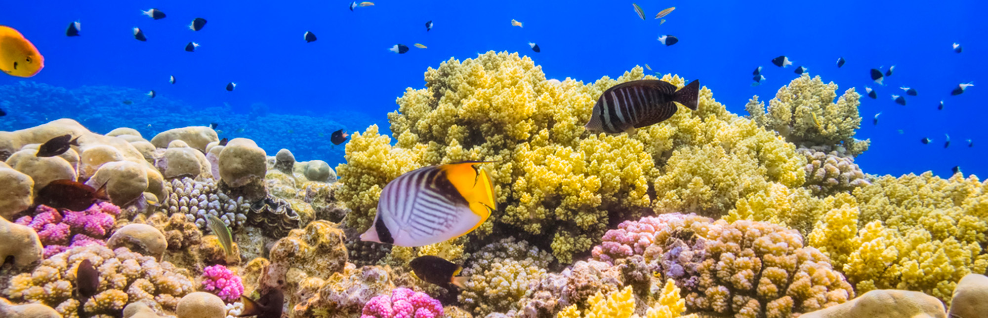 Underwater Photo Coral reef
