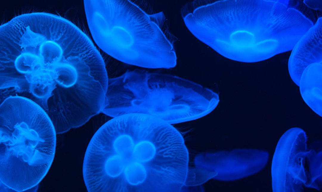 Bioluminescent jellyfish in the deep ocean