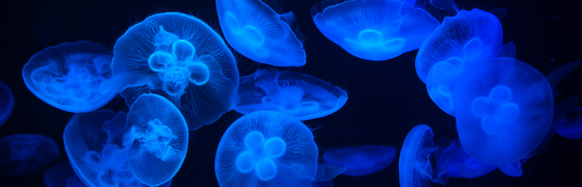 Bioluminescent jellyfish in the deep ocean