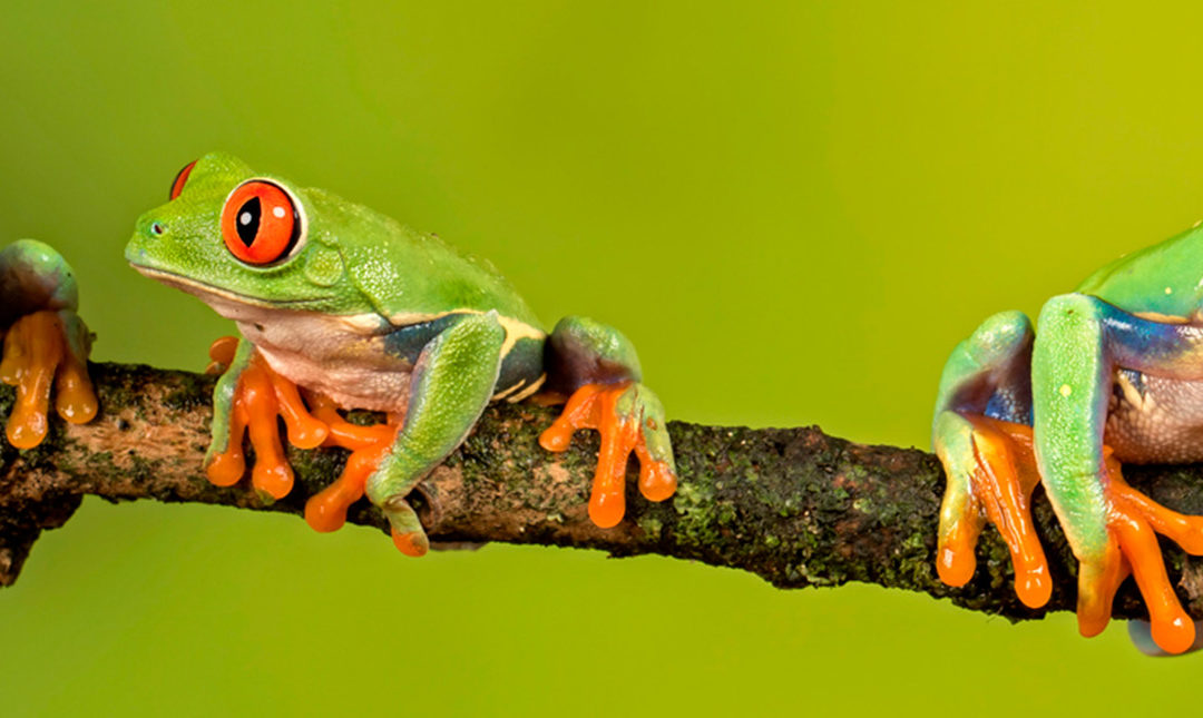 Tree frogs on a branch