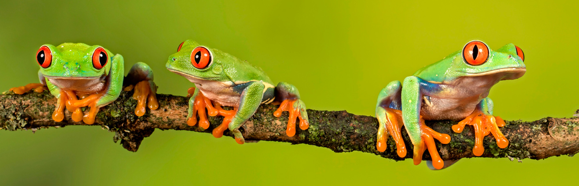 Tree frogs on a branch