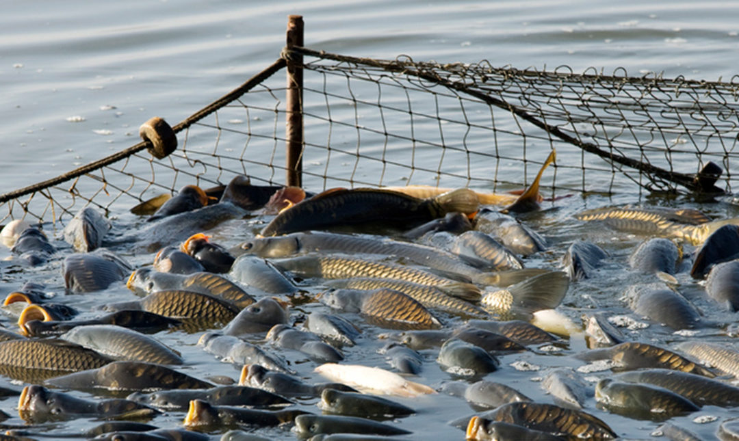 Fish netting with pool of dead fish