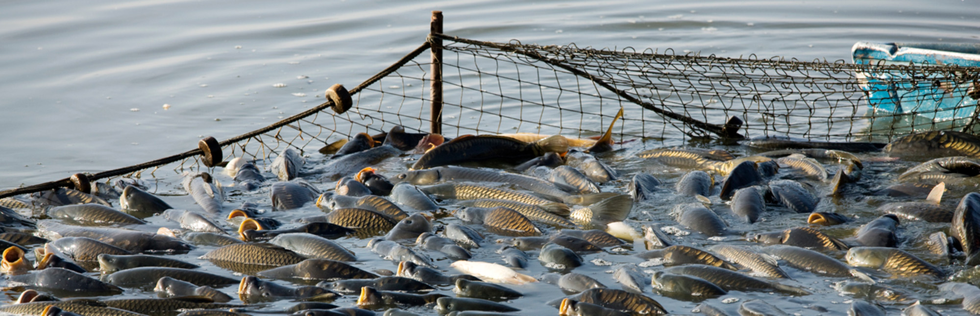 Fish netting with pool of dead fish