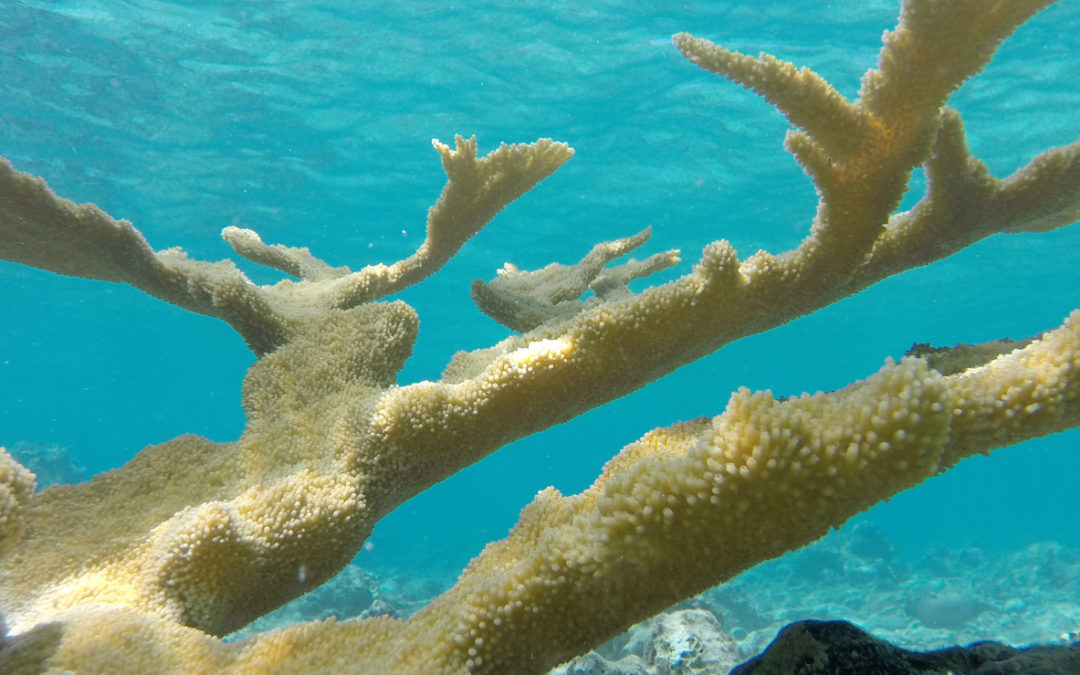 Historic Coral Restoration News