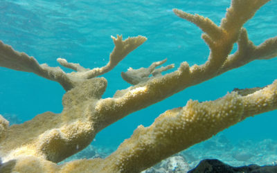 Historic Coral Restoration News