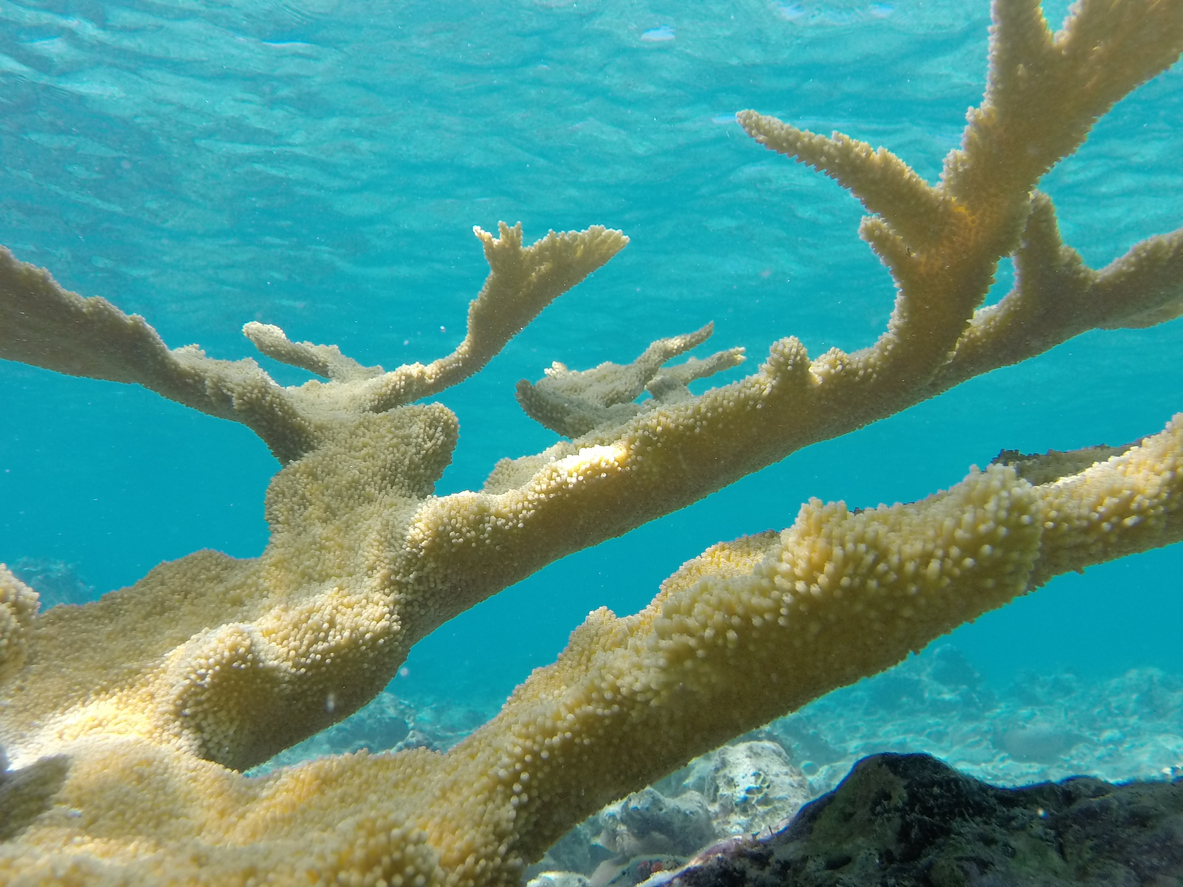 Historic Coral Restoration News - Ocean Connect