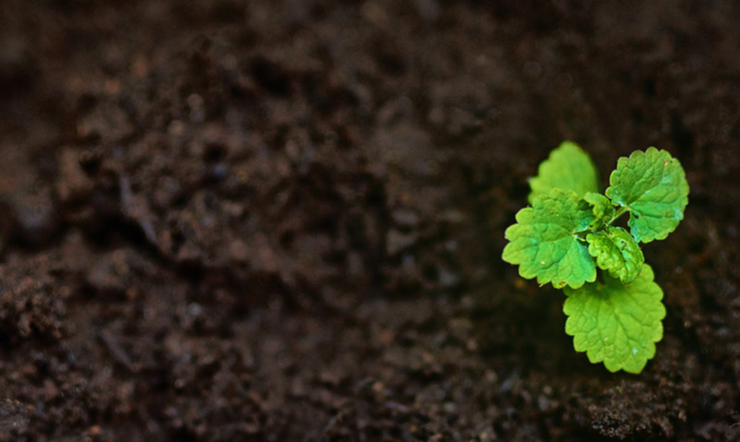 A green leaf growing in the dirt