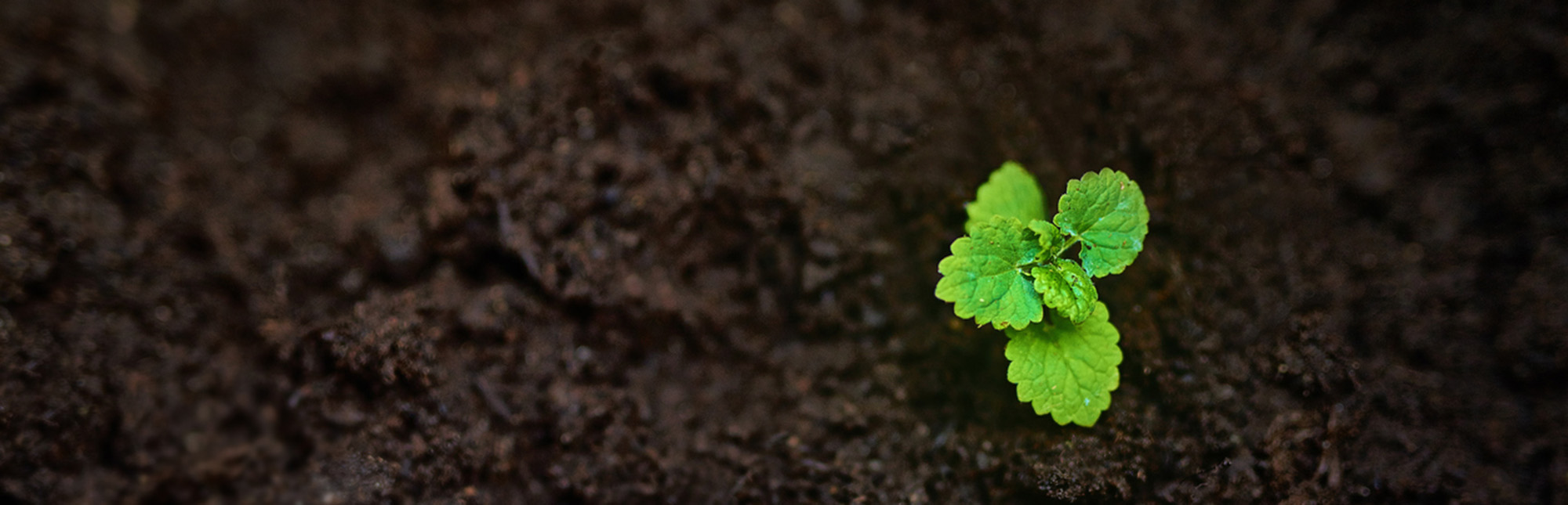 A green leaf growing in the dirt