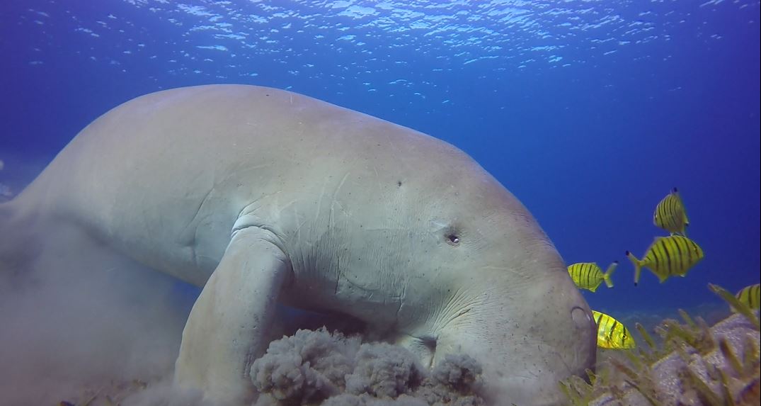 Nearly 10% of Marine Life Threatened with Extinction