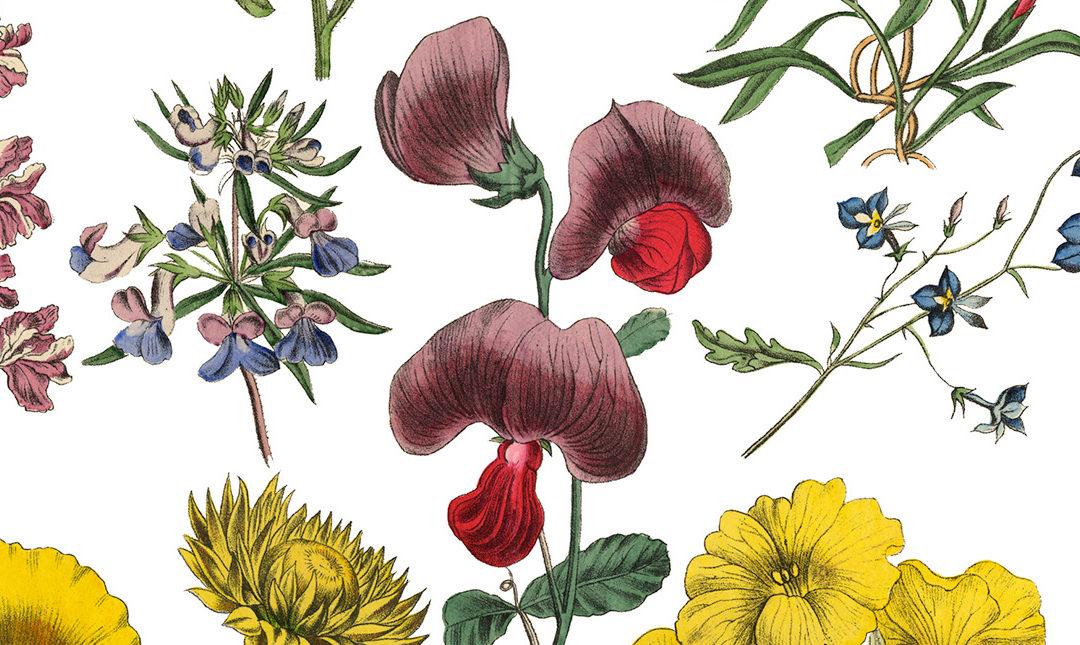 Flower illustrations