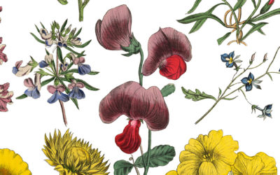 Featured Connection: Science Illustration