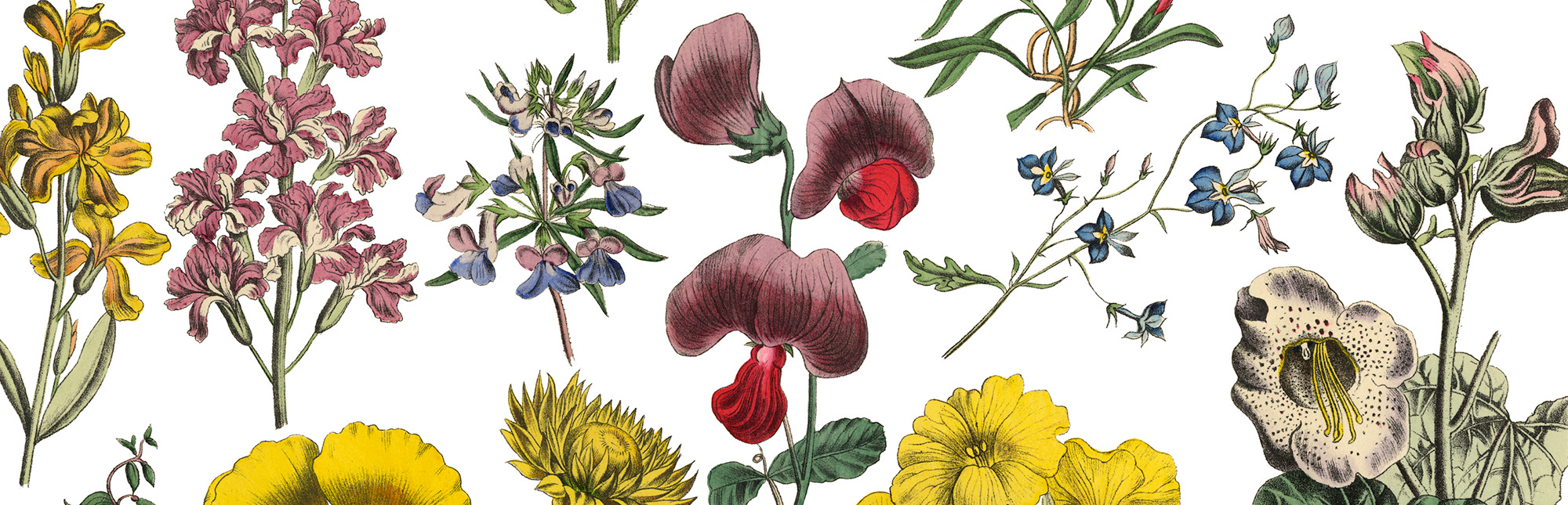 Flower illustrations