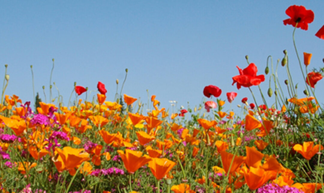 Field of wildflowers