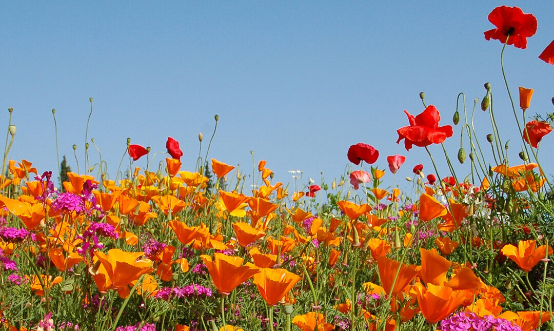 Field of wildflowers