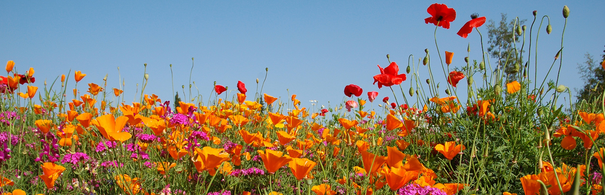 Field of wildflowers