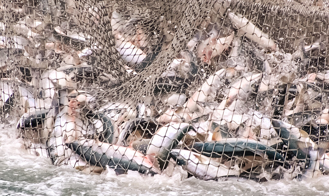 Featured Connection: Fisheries Management