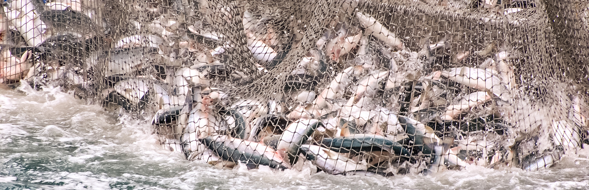 Fish caught in a net