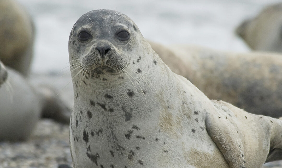 Featured Connection: Marine Mammal Science