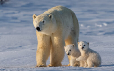 How Bad is Climate Change for Polar Bears? Very.