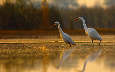 Nature Restoration Law passes to restore 20% of Europe’s degraded land and sea