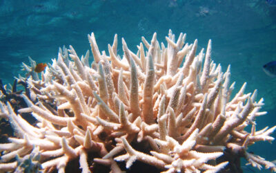 Global Heating Pushes Coral Reefs Towards Worst Planet-Wide Mass Bleaching on Record